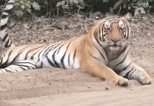 कार्बेट में आराम करता टाइगर, वीडियो हुआ वायरल