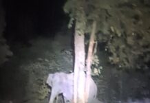 टांडा जंगल में हाथी ने जीजा-साले को कुचलकर मौत के घाट उतारा