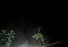 हल्द्वानी-रुद्रपुर हाइवे पर टांडा जंगल में पेड़ से टकराई कार