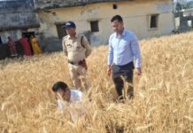 डीएम ने हरिपुरा तुलाराम राजस्व गांव में की रबी फसल की क्रॉप कटिंग