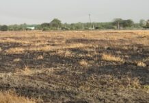 बिजली की लाइन टूटी, 35 एकड़ में लगा गेहूं जला