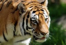 विवाह समारोह से लौट रहे भाजपा नेता के भाई को बाघ ने मार डाला