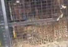 दहशत के बीच पिंजरे में कैद हुआ गुलदार, देखें वीडियो