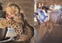 सड़क पार कर रहा तेंदुआ बाइक में फंसा, देखें वीडियो