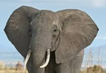 टांडा जंगल क्षेत्र में हाथी ने चौकीदार समेत दो लोगों को कुचलकर मार डाला