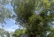 लोडेड ट्रक सड़क किनारे धंसा, बाल-बाल बचा ड्राइवर, देखें वीडियो