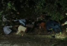 नैनीताल मार्ग में टेंपो ट्रेवलर खाई में गिरा, दो महिलाओं की मौत, देखें वीडियो